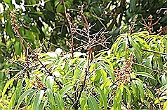 /date/2016/05/06/14mango_2.jpg