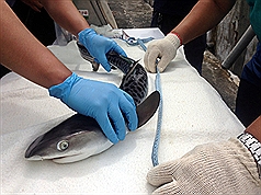/date/2016/06/15/19shark_2.jpg
