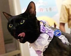 /date/2016/06/29/16cat_2.jpg