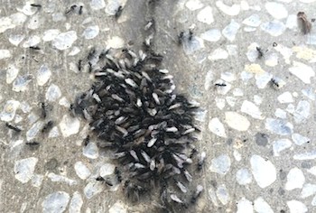 /date/2016/08/24/19ant_2.jpg