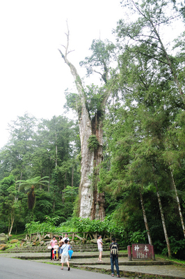 /date/2016/09/12/19tree_2.jpg
