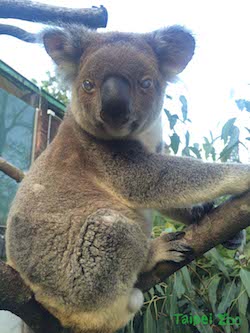 /date/2016/10/12/19koalabear_2.jpg