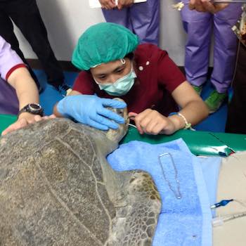 /date/2016/11/02/19turtle_2.jpg