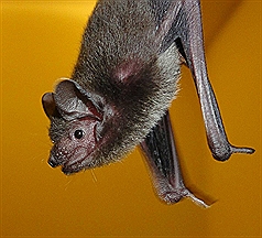/date/2016/11/10/19Bat_2.jpg
