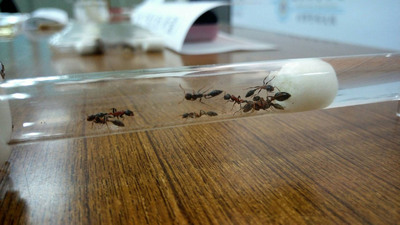 /date/2017/01/19/19ant_2.jpg