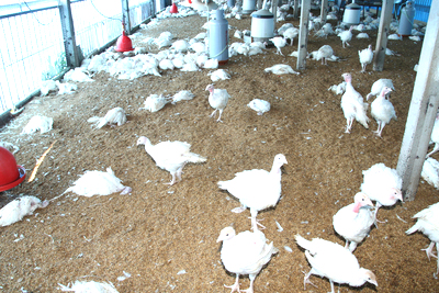 /date/2017/02/13/19birdflu_2.jpg