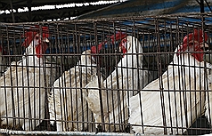 /date/2017/02/24/14bird_2.jpg