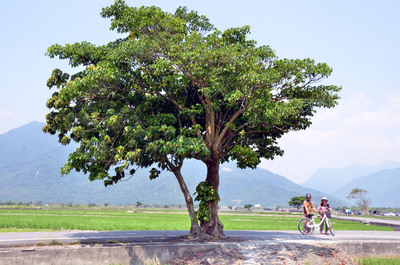 /date/2017/04/12/19tree_2.jpg