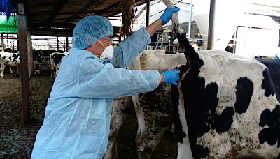/date/2017/04/21/14cow_2.jpg