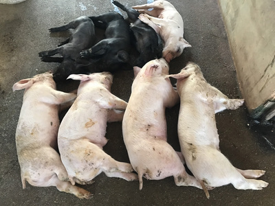/date/2017/05/16/14pig_2.jpg