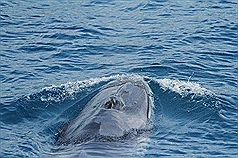 /date/2017/05/23/18whale_2.jpg