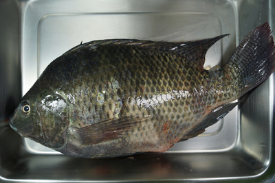 /date/2017/06/14/14fish_2.jpg