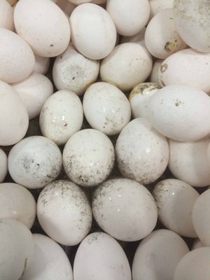/date/2018/01/29/14Egg_2.jpg