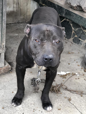 /date/2018/04/18/20dog_2.jpg