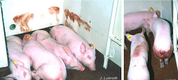 /date/2018/08/07/18pig_2.jpg