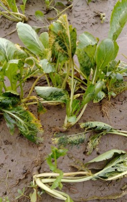 /date/2018/08/27/14vegetable_2.jpg