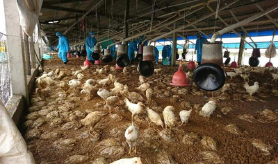/date/2018/08/29/14chikin_2.jpg