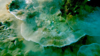 /date/2018/09/14/19reef_2.jpg