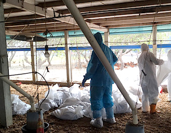/date/2018/12/17/18birdflu_2.jpg