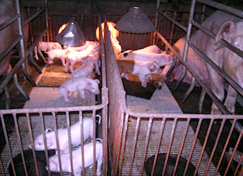 /date/2019/01/04/14pig_2.jpg