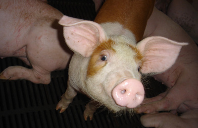 /date/2019/01/04/20pig_2.jpg