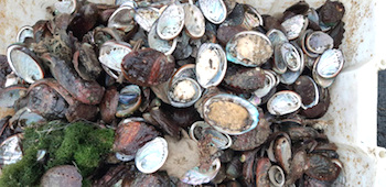 /date/2019/03/26/14abalone_2.jpg