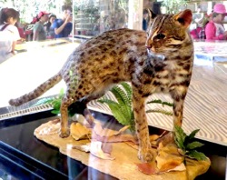 /date/2019/03/28/20cat_2.jpg