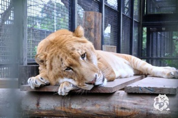 /date/2019/05/14/19liger_2.jpg