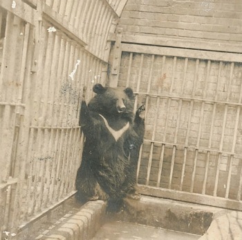 /date/2019/06/28/20dogbear_2.jpg