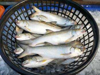 /date/2022/12/09/00fish_2.jpg