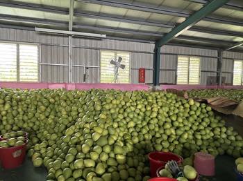 /date/2024/09/03/00pomelo_2.jpg